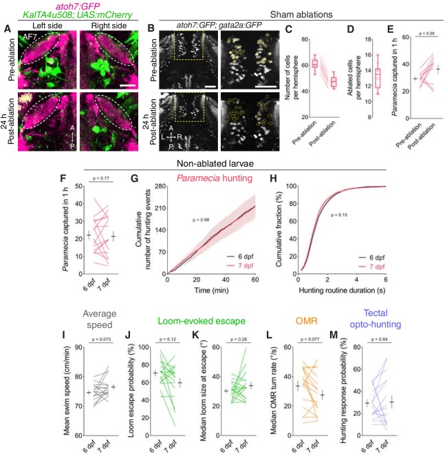 Figure 6—figure supplement 1.