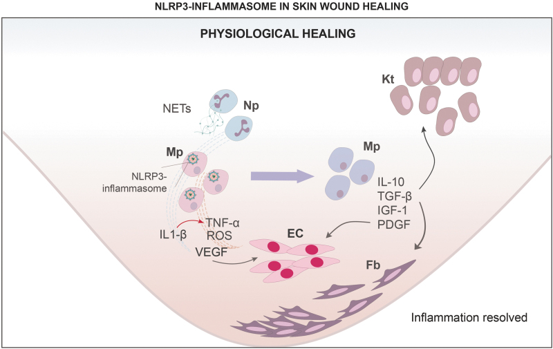 Figure 2.