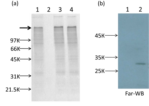 Fig. (4)