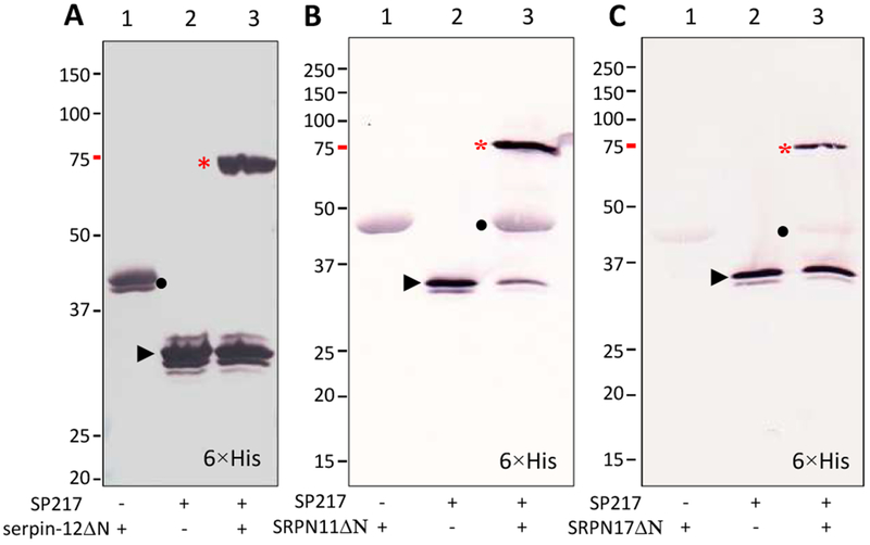 Fig. 8.