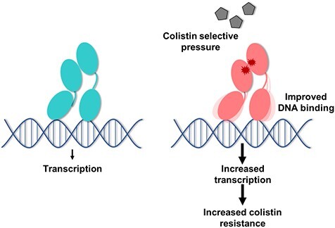 Graphical Abstract