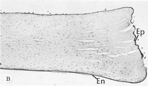 FIGURE 12 B