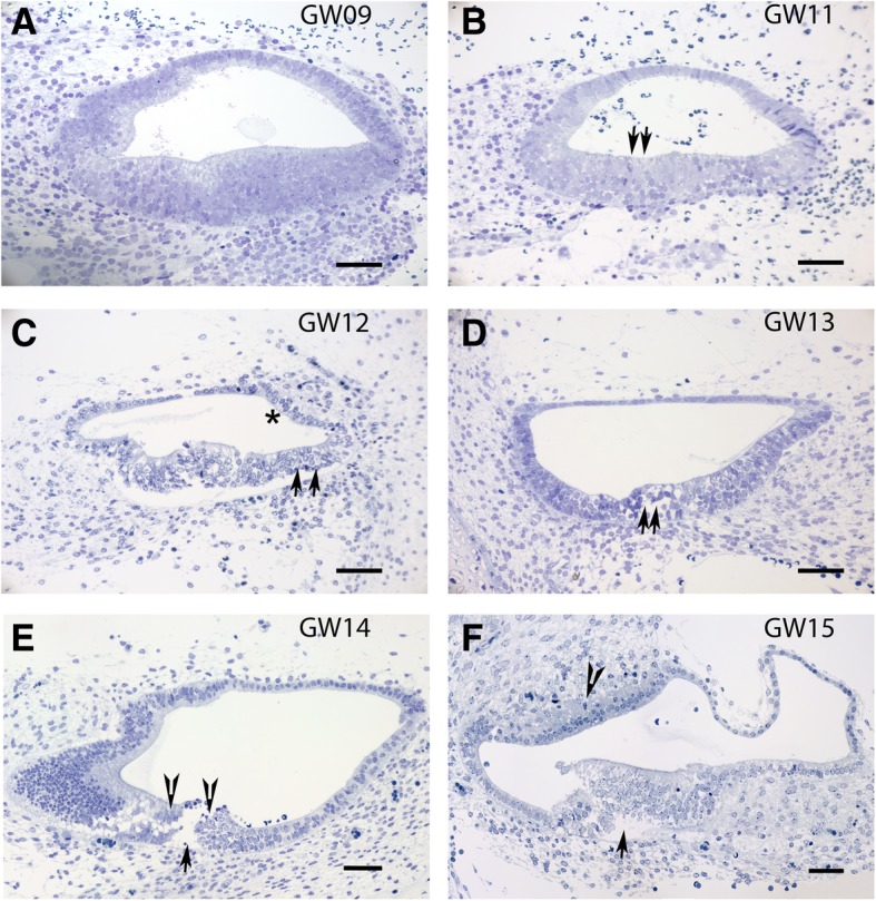 Fig. 7