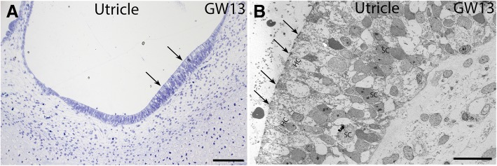 Fig. 8