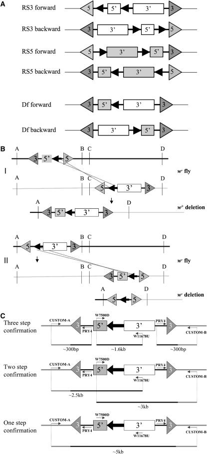 Figure 1.—