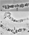 F<sc>igure</sc> 4.—