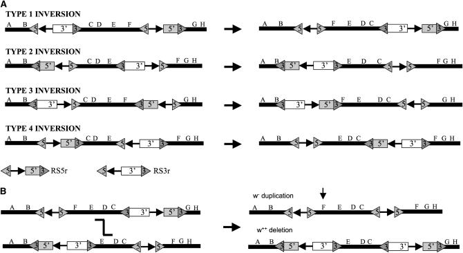 Figure 2.—