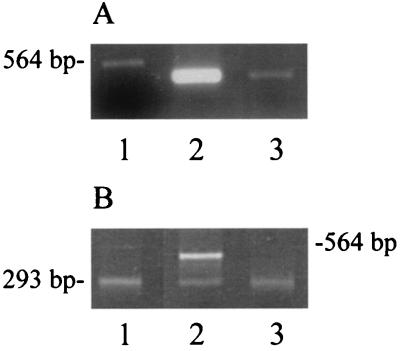 FIG. 5