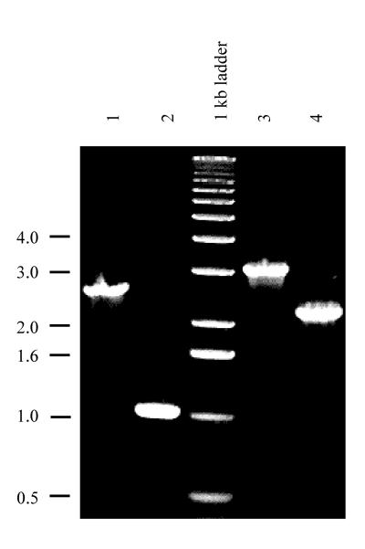 FIG. 1