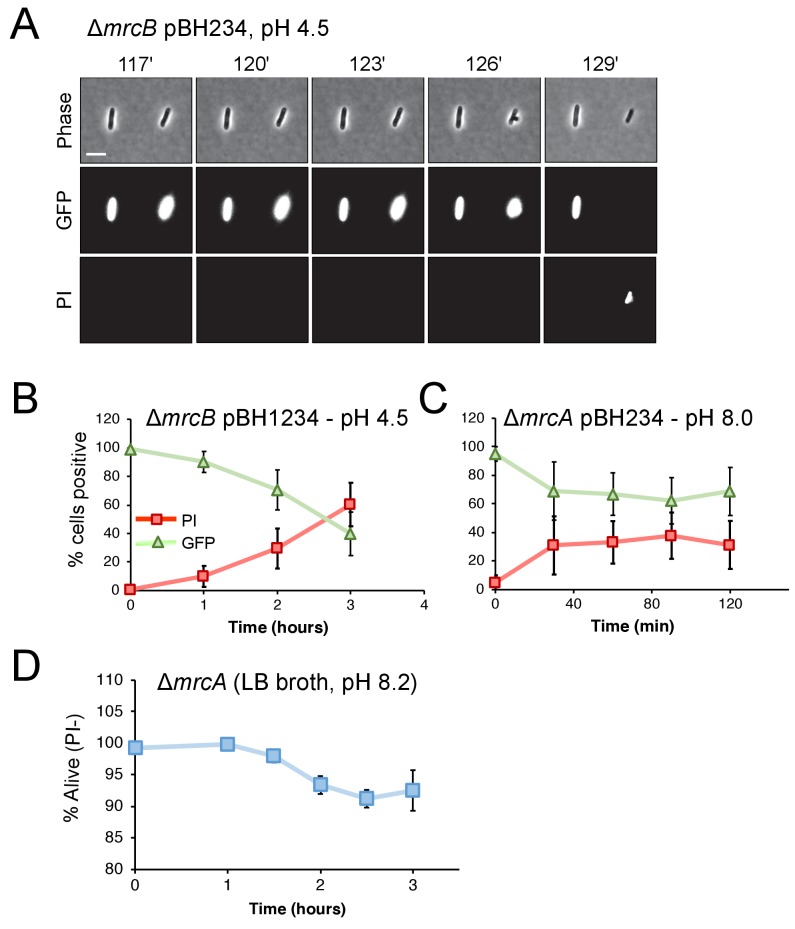 Figure 3—figure supplement 1.