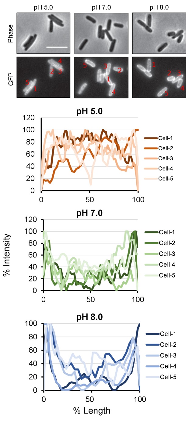 Figure 5—figure supplement 2.