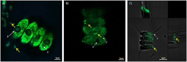 FIG 1