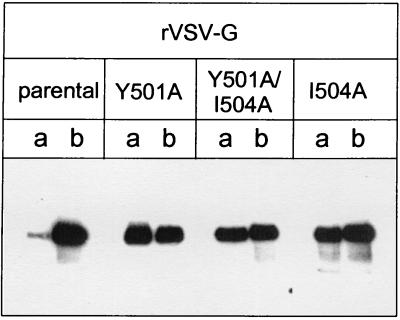 FIG. 1.