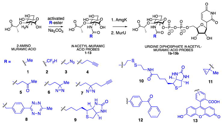 Scheme 2