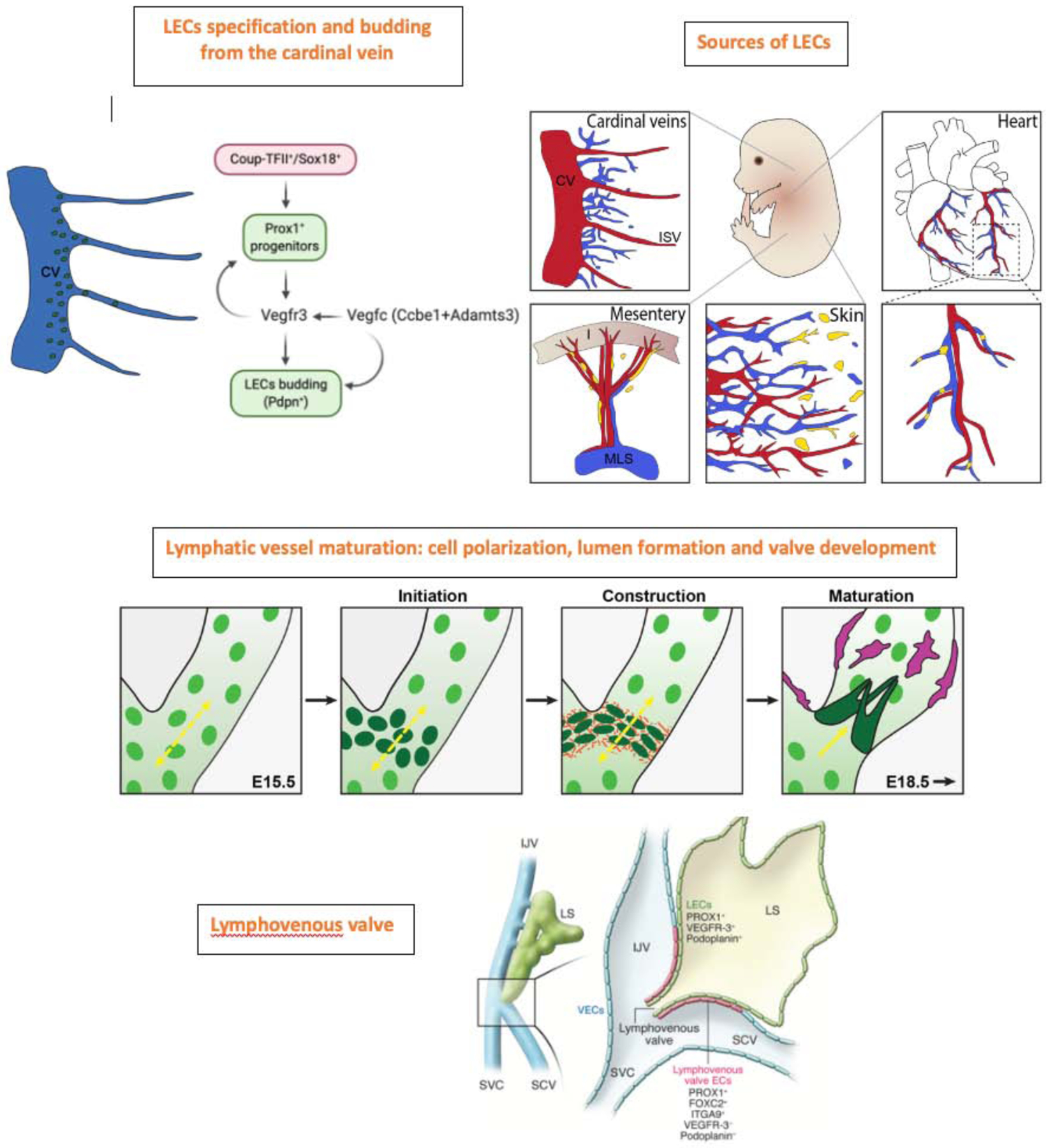 Figure 2: