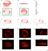 FIG. 1.