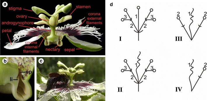 Fig. 1