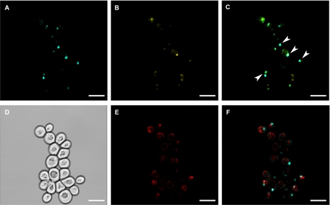 FIGURE 2.