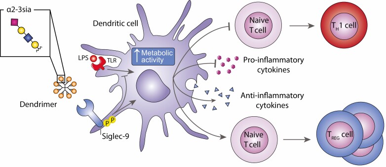 Graphical Abstract