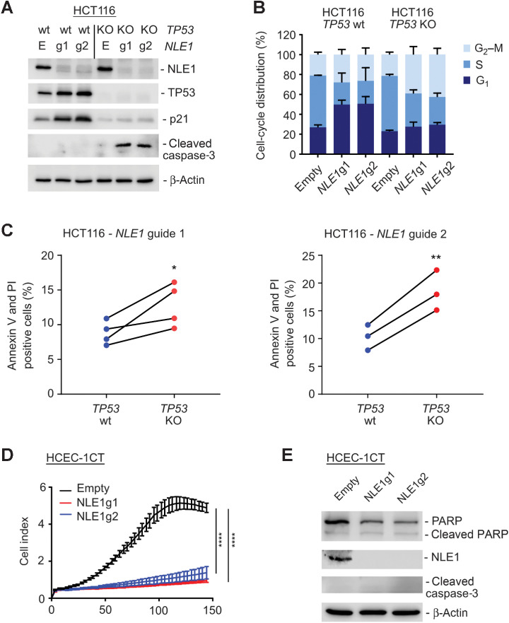 Figure 8. Effect of NLE1 loss in p53-proficient HCT116 MSI colorectal cancer cells and HCEC-1CT benign human colonic epithelial cells. A, Immunoblot analysis of NLE1, TP53, CDKN1A (p21) and cleaved caspase 3 protein levels in HCT116 TP53 wild-type (wt) and TP53 knockout (KO) cells stably transduced with either pLentiCRISPR-E (Empty) control lentivirus particles or lentiviral particles encoding for two different guide RNAs targeting NLE1 (NLE1g1, NLE1g2). β-Actin served as a loading control. B, Stacked bar chart showing the percentage of cell-cycle distribution of HCT116 TP53 wild-type (wt) and TP53 knockout (KO) cells stably transduced with either pLentiCRISPR-E (Empty) control lentiviral particles or lentiviral particles encoding for two different guide RNAs targeting NLE1 (NLE1g1, NLE1g2). Shown is the mean ± SD (n = 3). C, Quantification of apoptotic cell fractions, as assessed by annexin-V/propidium iodide (PI) staining and flow cytometry analysis, of HCT116 TP53 wild-type (wt) and TP53 knockout (KO) cells transduced with lentiviral particles encoding Cas9 and guide RNAs targeting NLE1 (left, NLE1g1; right, NLE1g2). Statistical significance was assessed by a ratio paired t test and is indicated by asterisks (*, P ≤ 0.05; **, P ≤ 0.01). Each two dots (blue-red) connected by solid lines represent independent experiments. D, Representative graph from xCELLigence system comparing the growth curve of HCEC-1CT human colonic epithelial cells stably transduced with either pLentiCRISPR-E (Empty, black) control lentiviral particles or lentiviral particles encoding for two different guide RNAs targeting NLE1 (NLE1g1 in red, NLE1g2 in blue). Statistical significance between all samples at each analyzed time point was assessed by two-way ANOVA plus Tukey multiple comparisons test and is indicated for the latest time point by asterisks (****, P value ≤ 0.0001). Shown is the mean ± SD (n = 7). E, Immunoblot analysis of NLE1, (cleaved) PARP, and cleaved caspase 3 protein levels in HCEC-1CT Empty (black), NLE1g1 (red), and NLE1g2 (blue) cells. β-Actin served as a loading control.