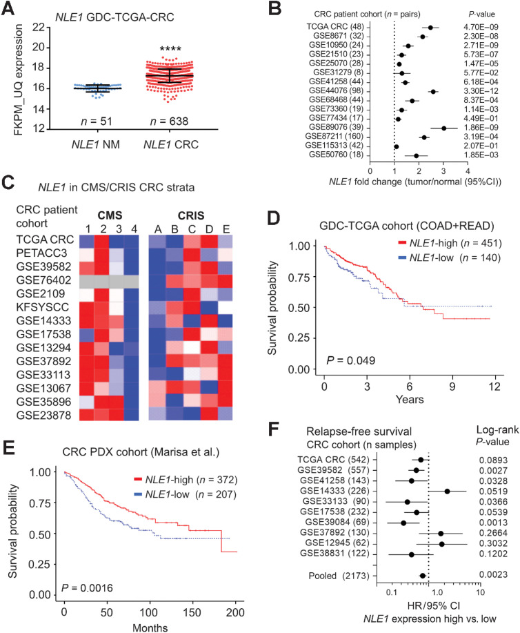 Figure 7. NLE1 mRNA levels are increased in colorectal cancer, correlate with Wnt/MYC-expressing colorectal cancer molecular subtypes, and predict patient survival. A, NLE1 gene expression analysis on human GDC TCGA-COAD plus READ datasets (FKPM-UQ data): comparison of normal human mucosa samples and tumor tissues. (****, P < 0.0001, n = 638 tumor samples and n = 51 normal mucosa samples). B, Forest plot showing fold changes of NLE1 mRNA expression between colorectal cancer tumors and matched adjacent normal colonic mucosa for indicated cohorts. Data were derived from publicly available data sets. The GEO database accession number for each analyzed data set is indicated. The number of patient-matched tumor/normal pairs is indicated in brackets. Dots represent fold changes and horizontal lines show 95% confidence intervals (CI). P values were calculated using a paired t test. C, Heatmaps showing the relative abundance of NLE1 mRNA in cancer molecular subtypes (CMS, Guinney et al., 2012) and colorectal cancer intrinsic subtypes (CRIS, Isella et al., 2017) of various publically colorectal cancer cohort data sets. The GEO database accession number for each analyzed data set is indicated. Blue coloring indicates relatively low expression and red coloring relatively high expression levels of NLE1. D, Kaplan–Meier estimate curves of overall survival from 591 patients with colorectal cancer (GDC-TCGA COAD plus READ cohorts) in relation to NLE1 gene expression (FKPM-UQ normalized data). Patients were classified according to either low (≤ 16.001, n = 140, blue line) or high (> 16.001, n = 451, red line) NLE1 FKPM-UQ expression scores. E, Kaplan–Meier estimate curves of overall survival from 577 patients with colorectal cancer (Marisa et al., 2013) in relation to NLE1 gene expression scores. Patients were classified according to either low (n = 207, blue line) or high (n = 372, red line) NLE1 expression scores. In D and E, Censored values indicate the last known follow-up time for those subjects still alive after initial diagnosis and are depicted as tick marks. F, Forest plot showing the hazard ratios (HR) for relapse-free survival of patients with colorectal cancer expressing either high or low levels of NLE1 mRNA expression in public datasets (TCGA colorectal cancer and NCBI Gene Expression Omnibus, GEO). GEO accession numbers for each of the depicted cohorts are indicated. Dots represent HRs and horizontal lines show 95% confidence intervals (CI). Log-rank P values are indicated for each analyzed data set.