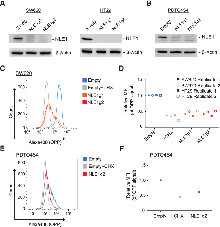 Figure 3. NLE1 is important for de novo protein biosynthesis in colorectal cancer cell lines and PDTOs. A, Immunoblot analysis of NLE1 protein levels in SW620 (left) and HT29 (right) cells transduced with either pLentiCRISPR-E (Empty) control lentiviral particles or lentiviral particles encoding for two different guide RNAs targeting NLE1 (NLE1g1, NLE1g2). β-Actin served as a loading control. B, Immunoblot analysis of NLE1 protein levels in PDTO4 S4KO cells (PDTO4S4) transduced with either pLentiCRISPR-E (Empty) control lentiviral particles or lentiviral particles encoding for two different guide RNAs targeting NLE1 (NLE1g1, NLE1g2). β-Actin served as a loading control. C, Representative flow cytometry plot showing OPP incorporation in SW620 Empty cells (blue), SW620 Empty cells treated with cycloheximide (CHX; gray), and SW620 NLE1 knockout cells (NLE1g1 in orange, NLE1g2 in red). D, Mean fluorescence intensity (MFI) of OPP incorporation in SW620 and HT29 control cells (EMPTY, blue), control cells treated with CHX (gray) and NLE1 knockout cells (NLE1g1 in orange, NLE1g2 in red). MFI was normalized to control cells and served as a control (relative MFI = 1.0). n = 2 replicates per cell line. E, Representative flow cytometry plot showing OPP incorporation in PDTO4S4 control organoids (Empty, blue), PDTO4S4 control organoids treated with cycloheximide (gray), and PDTO4S4 NLE1 knockout organoids (NLE1g2 in red). F, Mean fluorescence intensity (MFI) of OPP incorporation in PDTO4S4 Empty (blue), Empty treated with cycloheximide (gray) and NLE1 knockout organoids (NLE1g2 in red). MFI was normalized to Empty organoids and served as a control (relative MFI = 1.0).