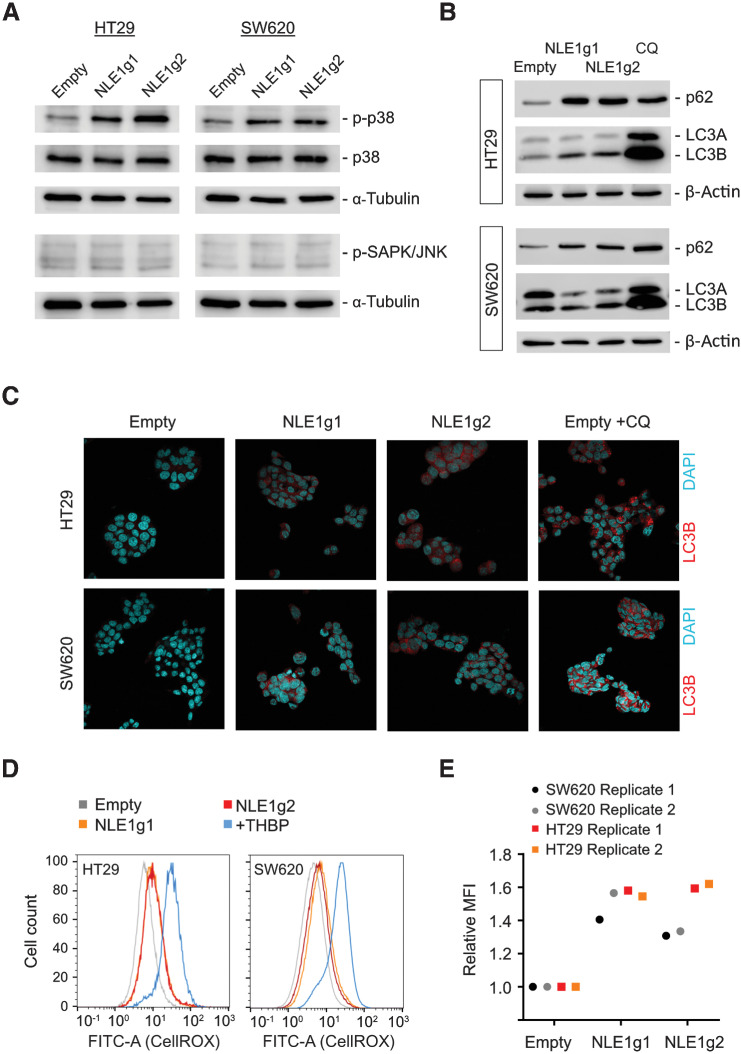 Figure 5. Loss of NLE1 affects p38/MAPK signaling, autophagy, and levels of reactive oxygen species in colorectal cancer cells. A, Immunoblot analysis of p38/MAPK, phospho-p38 (p-38) and phospho-SAPK/JNK in HT29 (left) and SW620 (right) cells transduced with either pLentiCRISPR-E (Empty) control lentiviral particles or lentiviral particles encoding for two different guide RNAs targeting NLE1 (NLE1g1, NLE1g2). α-Tubulin served as a loading control. B, Immunoblot analysis of the autophagy receptor protein p62 and autophagosome proteins LC3A/B in NLE1 wild-type (Empty) and NLE1 knockout (NLE1g1 and NLE1g2) HT29 (top) and SW620 (bottom) cells. β-Actin served as a loading control. C, Confocal microscopy images visualizing the indirect immunofluorescence staining of LC3B (red signal) as a surrogate for the occurrence of autophagosomes in NLE1 wild-type (Empty) and NLE1 knockout (NLE1g1 and NLE1g2) HT29 and SW620 cells. As a positive control for autophagosome accumulation, cells were treated with 50 μmol/L of the autophagy inhibitor chloroquine (CQ) 24 hours prior to analysis. D, Flow cytometry analysis of reactive oxygen species (ROS) generation in NLE1 wild-type (Empty) and NLE1 knockout (NLE1g1 and NLE1g2) HT29 and SW620 cells. As a positive control, cells were treated with the ROS-inducing agent tert-butyl hydroperoxide (+THBP) 1 hour prior to analysis. Histograms indicate cell count (normalized to mode) at different fluorescence levels originating from ROS-oxidized CellROX Green Reagent. E, Mean fluorescence intensity (MFI) of ROS-mediated CellROX oxidization in HT29 and SW620 control cells (Empty) and NLE1 knockout cells (NLE1g1 and NLE1g2). MFI was normalized to controls (relative MFI = 1.0). n = 2 replicates per cell line.