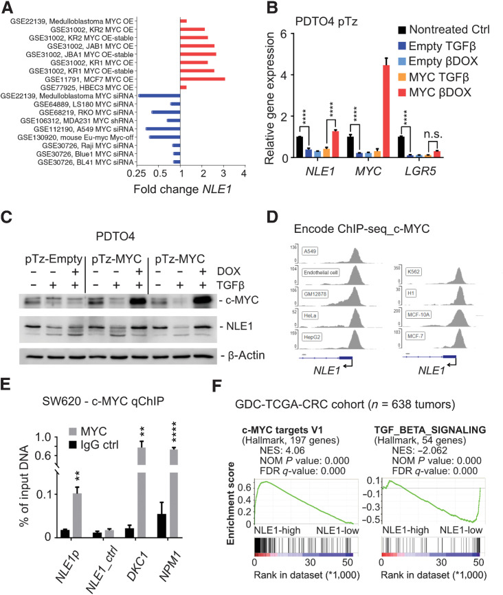 Figure 2. Regulation of NLE1 expression by c-MYC and TGFβ signaling in colorectal cancer. A, Meta-analysis of NLE1 mRNA expression in public datasets (NCBI Gene Expression Omnibus, GEO) representing studies with c-MYC overexpression (OE, red bars) or c-MYC knockdown by RNA interference (siRNA, blue bars) in indicated cell lines. GEO accession numbers for each of the depicted experiments are indicated. B, qRT-PCR analysis of NLE1 gene expression in PDTO4 cells stably transduced with lentiviral particles encoding for a doxycycline-inducible c-MYC allele (pTz-MYC) or with a control lentivirus (pTz-Empty). Cells were left untreated or treated with either 20 nmol/L recombinant TGFβ1 (TGFβ) for 5 days alone or 500 ng/mL doxycycline was added simultaneously with 20 nmol/L recombinant TGFβ1 (βDOX) 48 hours prior to analysis. Statistical significance between all samples was assessed by ordinary two-way ANOVA plus Tukey multiple comparison test and is indicated by asterisks (****, P ≤ 0.0001). Shown is the mean ± SD (n = 3). C, Immunoblot analysis of c-MYC and NLE1 protein levels in PDTO4 cell lines described and treated as in B. Note that for pTz-MYC virus–transduced PDTOs, whole protein lysates of two independent experiments were analyzed. β-Actin served as a loading control. D, Binding of c-MYC to the NLE1 promoter region in the indicated cell lines as represented by c-MYC ChIP-seq signals. Note that the genomic NLE1 sequence covered by ChIP seq peaks contains one consensus c-MYC binding sequence (E-box, CACGTG). Numbers on the y-axis indicate ChIP-Seq reads. Source: The Encyclopedia of DNA Elements (ENCODE) Consortium. Visualization of the ChIP-seq peaks located in the NLE1 promoter region was done with the Integrative Genomics Viewer (IGV, Broad Institute). E, ChIP combined with qRT-PCR (qChIP) analysis on genomic DNA from SW620 cells. The amount of DNA immunoprecipitated with anti-MYC antibody or a rabbit IgG-control in each sample is shown as percentage of chromatin input. Note enrichment of the NLE1 gene promoter (NLE1p) amplicon in contrast to an amplicon located approximately 5 kb downstream within NLE1 (NLE1_ctrl). Amplified regions of the DKC1 and NPM1 promoters have been shown previously to contain c-MYC binding sites (Zeller et al., 2006) and served as positive controls. Statistical significance between c-MYC IgG and rabbit control IgG groups was assessed by multiple t tests corrected for multiple comparison using the Holm–Sidak method and is indicated by asterisks (**, P < 0.01; ****, P < 0.0001). Mean ± SD (n = 3). F, GSEA on NLE1 colorectal cancer gene signatures derived from GDC-TCGA-COAD plus GDC-TCGA-READ RNA-sequencing data sets (n = 638 colorectal cancer samples, see Materials and Methods for details). Shown are enrichments of c-MYC targets V1 and TGFβ signaling gene sets (MSigDB collections, Broad Institute). NES, normalized enrichment score; NOM P value, nominal P value; FDR-q, false discovery rate q-value.