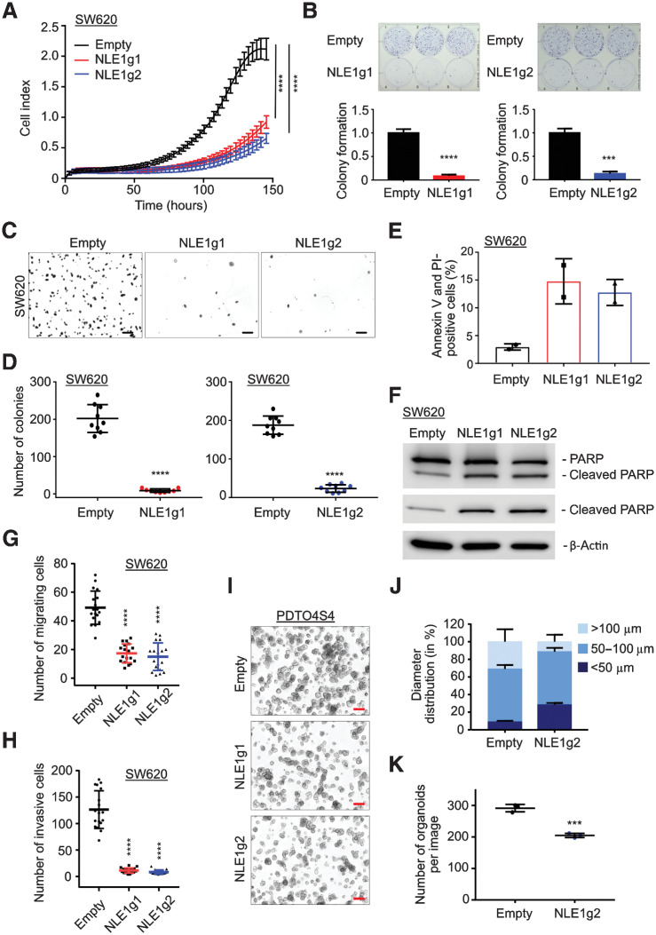 Figure 4. Effects of NLE1 ablation on growth and clonogenicity in colorectal cancer cell lines and PDTOs. A, Representative graph from xCELLigence system comparing the growth curve of SW620 Empty (black), NLE1g1 (red) and NLE1g2 (blue) cells. Statistical significance between all samples at each analyzed time point was assessed by two-way ANOVA plus Tukey multiple comparisons test and is indicated for the latest time point by asterisks (****, P ≤ 0.0001). Shown is the mean ± SD (n = 8). B, Representative images of colony formation assays performed with SW620 Empty, NLE1g1 and NLE1g2 cells (top). Colony formation of SW620 Empty (black), NLE1g1 (red) and NLE1g2 (blue) cells was quantified and normalized to Empty cells (bottom). Statistical significance between samples was assessed by an unpaired t test and is indicated by asterisks (***, P ≤ 0.001; ****, P ≤ 0.0001). Shown is the mean ± SD (n = 3). C, Representative images of soft agar assays of SW620 Empty, NLE1g1, and NLEg2 cells at day 14. Images were taken on a Nikon AZ100 zoom microscope. Scale bars, 1 mm. D, Grouped dot plot showing the number of colonies per image (from C) of soft agar assays performed with SW620 Empty (black), NLE1g1 (red), and NLE1g2 (blue) cells. Statistical significance between samples was assessed by an unpaired t test and is indicated by asterisks (****, P ≤ 0.0001). Shown is the mean ± SD (9 images taken from n = 3 replicates). E, Flow cytometry analysis of annexin-V and propidium iodide (PI) staining, which indicates apoptotic cells in SW620 Empty (black), NLE1g1 (red), and NLE1g2 (blue) cells. Bar chart shows the percentages of annexin-V and PI double positive cells. Shown is the mean ± SD (n = 2). F, Immunoblot analysis of PARP and cleaved PARP protein levels in SW620 Empty, NLE1g1 and NLE1g2 cells. β-Actin served as a loading control. G, Grouped dot plot showing the number of migrating SW620 Empty (black), NLE1g1 (red) and NLE1g2 (blue) cells in a transwell migration assay (uncoated membrane). Shown is the mean ± SD (18 images taken from n = 6 replicates). H, Grouped dot plot showing the number of invasive SW620 Empty (black), NLE1g1 (red), and NLE1g2 (blue) cells in a transwell invasion assay (Matrigel-coated membrane). Shown is the mean ± SD (18 images taken from n = 6 replicates). Statistical significance between samples in G and H was assessed by one-way ANOVA plus Dunnett multiple comparisons test and is indicated by asterisks (****, P ≤ 0.0001). I, Microscopy images of PDTO4S4 Empty, NLE1g1 and NLE1g2 organoids on day 7 after plating of 4,000 cells per Matrigel droplet. Images were taken on a Nikon AZ100 zoom microscope. Scale bars, 200 μm. J, Stacked bar chart showing the diameter distribution (in %) of PDTO4S4 Empty and NLE1g2 organoids in G. n = 300 organoids per genotype (n = 100 in 3 different Matrigel droplets) were measured and divided into groups of smaller than 50 μm, between 50 and 100 μm, and bigger than 100 μm organoid diameter. K, Number of organoids per image (from I). PDTO4S4 Empty (black) and NLE1g2 (blue) organoid lines. Statistical significance between samples was assessed by an unpaired t test and is indicated by asterisks (**, P ≤ 0.01; ***, P ≤ 0.001). Shown is the mean ± SD (n = 3). See Supplementary Fig. S3 for additional data.