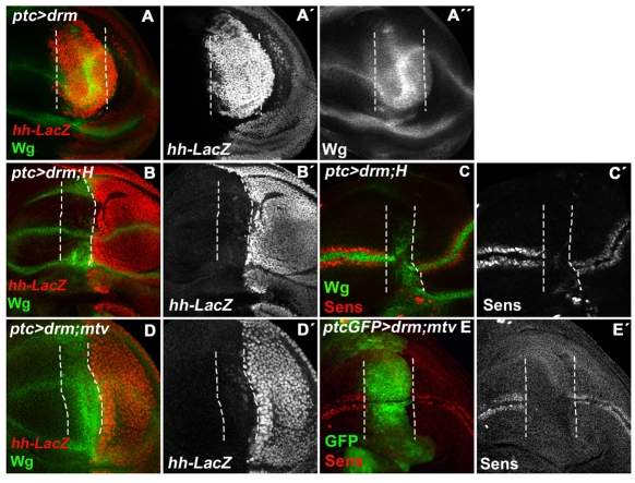 Fig. 7.