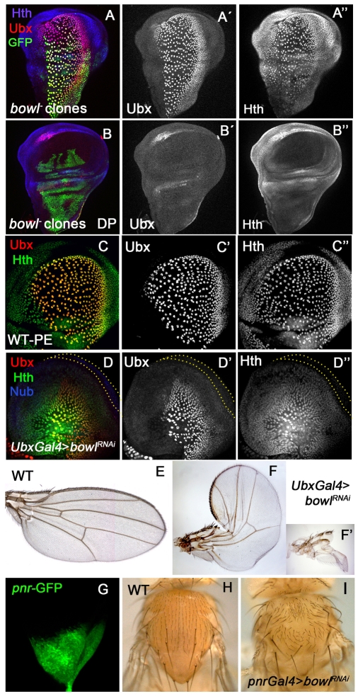 Fig. 8.