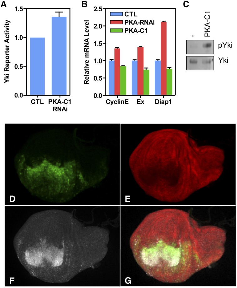 Figure 6.