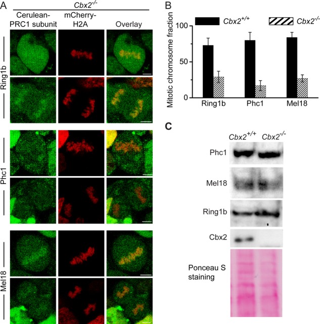 FIGURE 3: