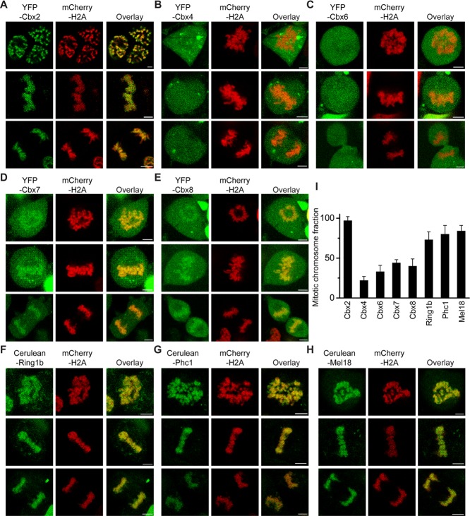 FIGURE 1: