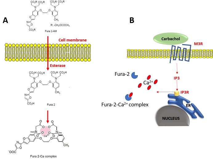 Figure 2.