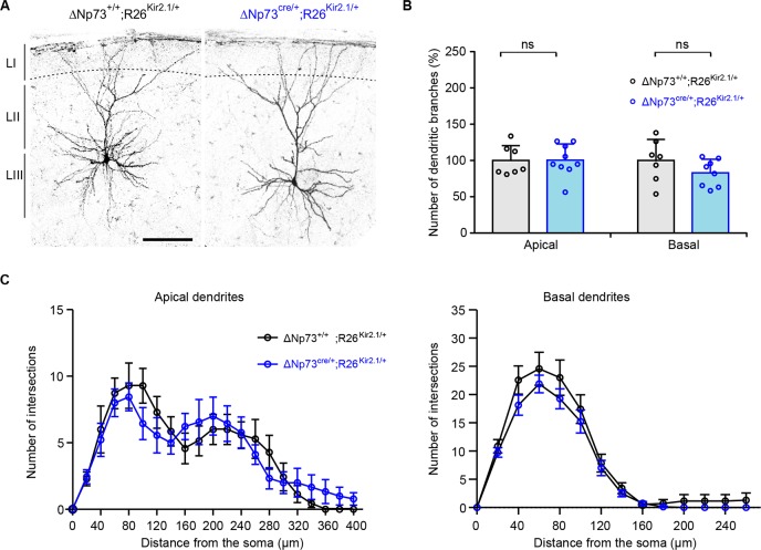 Figure 3—figure supplement 1.