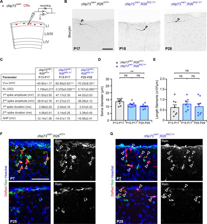 Figure 1—figure supplement 1.