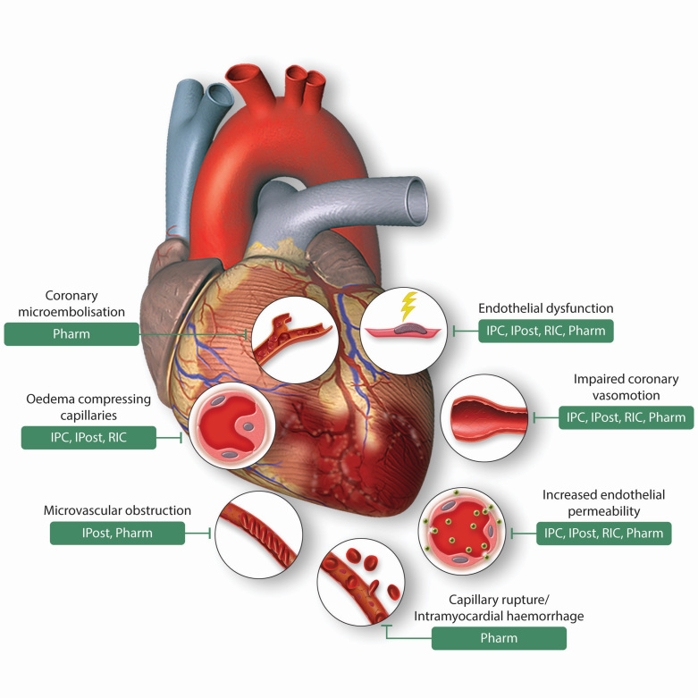 Graphical Abstract