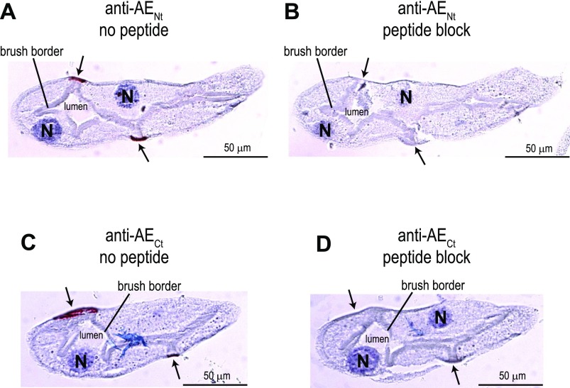 Fig. 10.