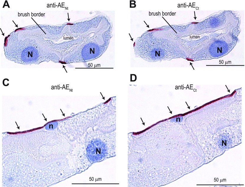 Fig. 9.