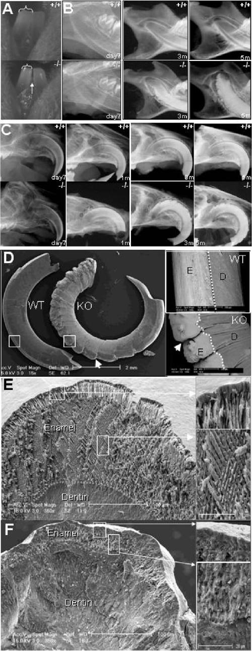 FIG. 8.