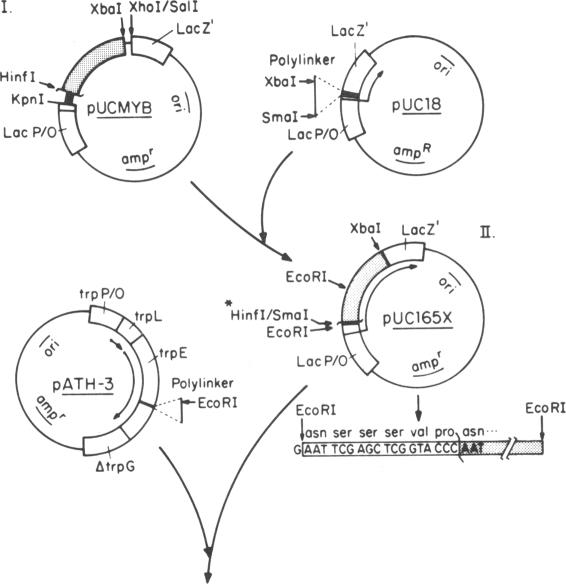 graphic file with name pnas00317-0114-a.jpg