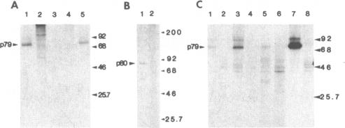 graphic file with name pnas00317-0115-a.jpg