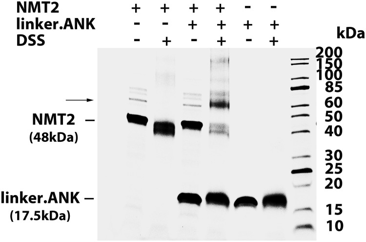 Fig 5