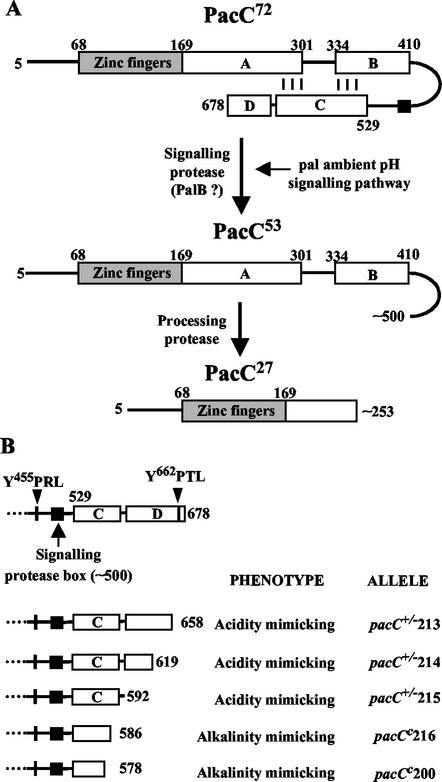 FIG. 1.