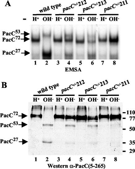 FIG. 6.