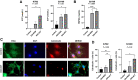 Figure 2. Delta-24-ACT mediates DAMP release in vitro. A and B, Concentrations of the DAMPs ATP and Hsp90α in supernatants obtained from osteosarcoma cell cultures 72 hours after infection with Delta-24-ACT at the corresponding IC50 values for each virus or mock infection. The bar graphs show the mean ± SD values (n = 3; ordinary one-way ANOVA with Tukey multiple comparison test). C, Representative fluorescence micrographs of K7M2 cells 4 hours after infection with Delta-24-ACT or mock infection. Calreticulin at the cell surface was detected by immunofluorescence (red). Cell membranes (green) and nuclei (blue) were counterstained with wheat germ agglutinin (WGA) and DAPI, respectively. D, Flow cytometric quantification of membrane calreticulin + cells after Delta-24-ACT or Delta-24-RGD infection. The bar graphs show the mean ± SD values (n = 3; ordinary one-way ANOVA with Tukey multiple comparison test).