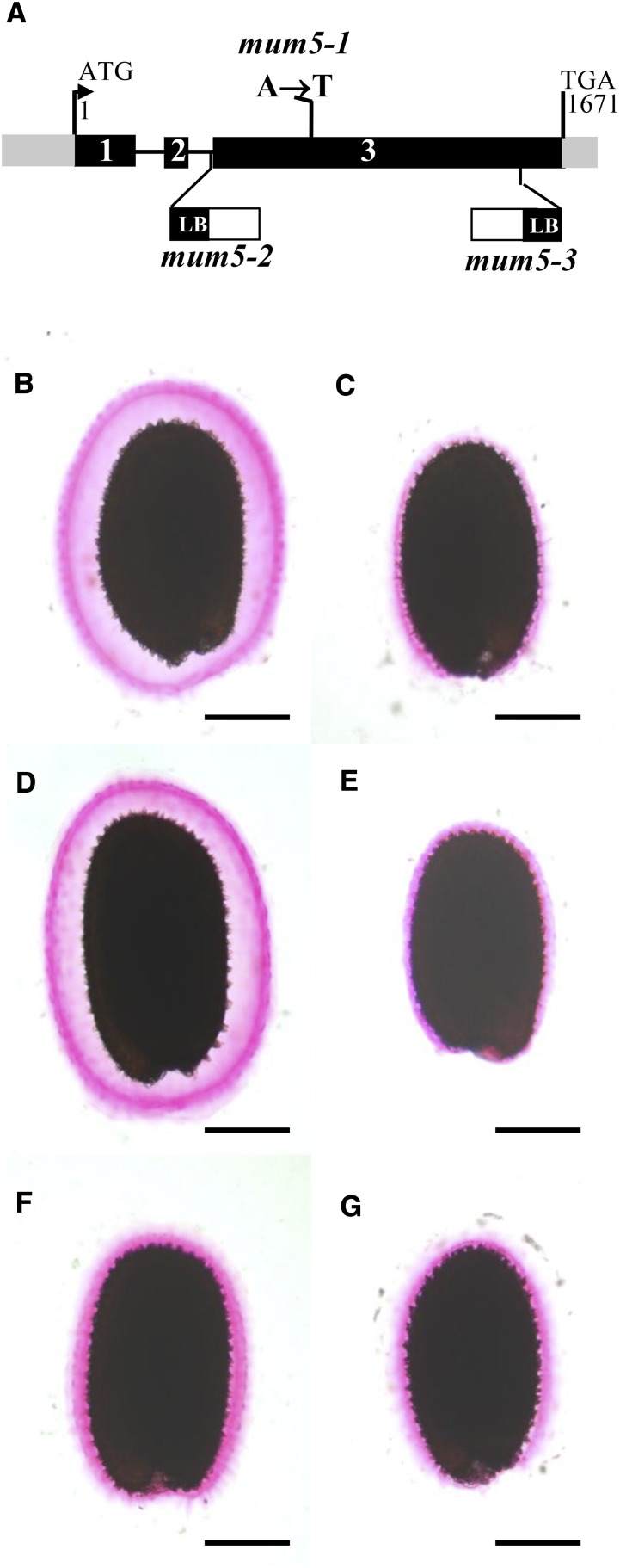 Figure 7.