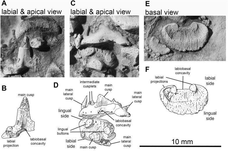 Fig. 7