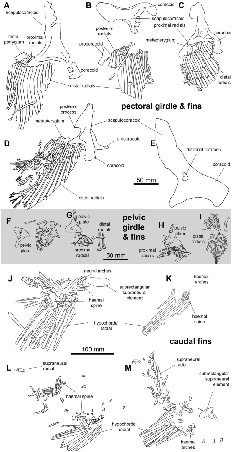 Fig. 8